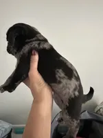 (Junior) Spotted Male, a male Pug for sale in Zebulon, NC – 5 of 10