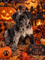 (Junior) Spotted Male, a male Pug for sale in Zebulon, NC – 1 of 10
