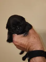 Black Diamond Male, a male Pug for sale in Zebulon, NC – 6 of 9