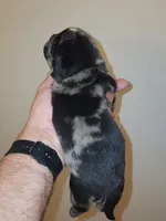 (Junior) Spotted Male, a male Pug for sale in Zebulon, NC – 4 of 8