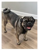 Rocky, a male Pug for sale in Zebulon, NC – 2 of 2