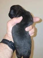 Black Diamond Male, a male Pug for sale in Zebulon, NC – 5 of 9