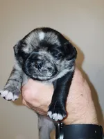 (Junior) Spotted Male, a male Pug for sale in Zebulon, NC – 5 of 8