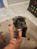 (Junior) Spotted Male, a male Pug for sale in Zebulon, NC – 7 of 8