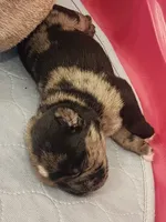 (Junior) Spotted Male, a male Pug for sale in Zebulon, NC – 8 of 8