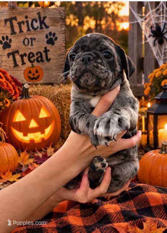 Spotted Female – Pug puppy for sale in Zebulon, NC