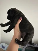 (Rare) Brindle Female, a female Pug for sale in Zebulon, NC – 3 of 9