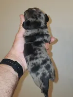 Spotted Female Blue Eyes, a female Pug for sale in Zebulon, NC – 4 of 6