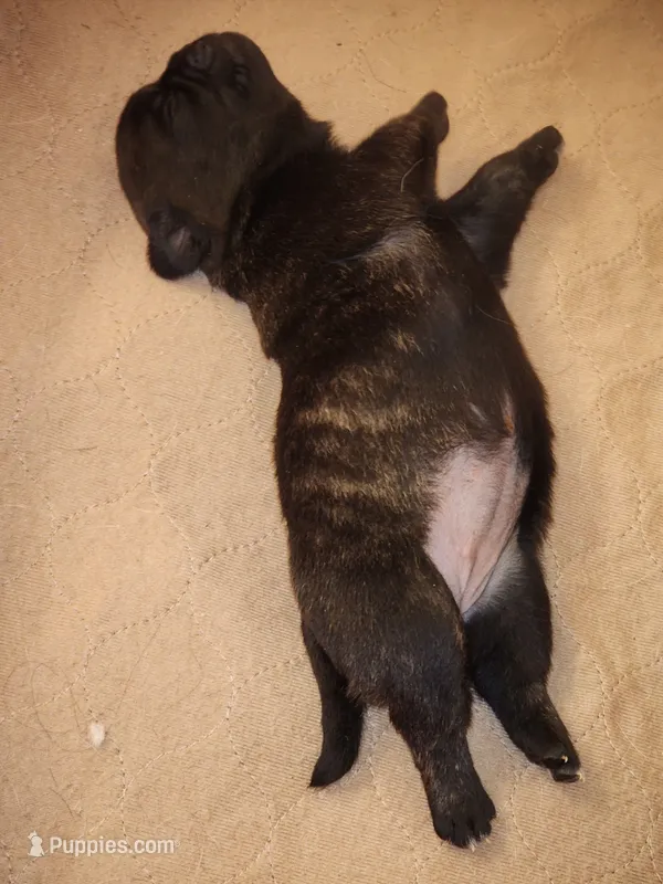 Brindle Female – Pug puppy for sale in Zebulon, NC