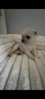 White Silver Fawn Girl, a female Pug for sale in Zebulon, NC – 5 of 8