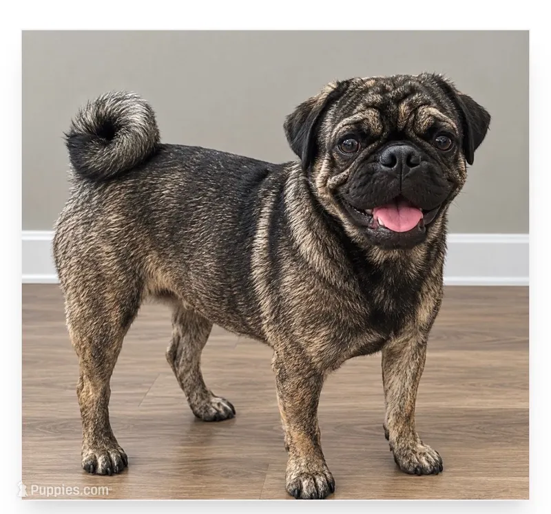 Rocky – Pug puppy for sale in Zebulon, NC