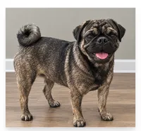 Rocky, a male Pug for sale in Zebulon, NC – 1 of 2