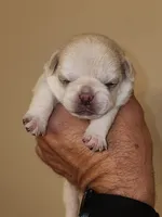 Platinum Girl, a female Pug for sale in Zebulon, NC – 2 of 6
