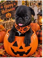 Milo, a male Pug for sale in Zebulon, NC – 2 of 9