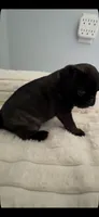(Rare) Brindle Female, a female Pug for sale in Zebulon, NC – 4 of 9
