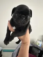 Milo, a male Pug for sale in Zebulon, NC – 8 of 9