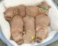 Home Raised-Golden Boy, a male Golden Retriever for sale in Cavetown, MD – Photo 4 of 9