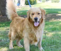 Home Raised-Golden Boy, a male Golden Retriever for sale in Cavetown, MD – Photo 8 of 9