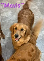 Home Raised-Golden Boy, a male Golden Retriever for sale in Cavetown, MD – Photo 6 of 9