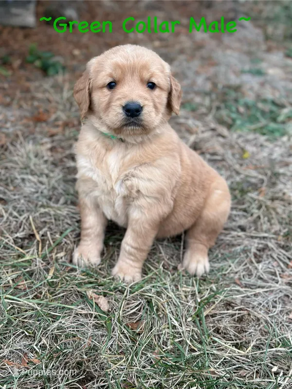 Home Raised-Golden Boy