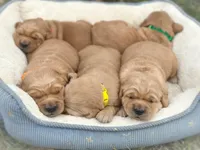 Home Raised-Golden Boy, a male Golden Retriever for sale in Cavetown, MD – Photo 3 of 9