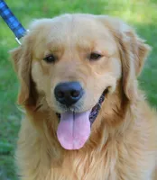 Home Raised-Golden Boy, a male Golden Retriever for sale in Cavetown, MD – Photo 7 of 9