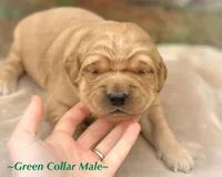 Home Raised-Golden Boy, a male Golden Retriever for sale in Cavetown, MD – Photo 2 of 9