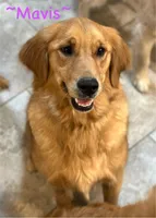 Home Raised-Golden Boy, a male Golden Retriever for sale in Cavetown, MD – Photo 5 of 9