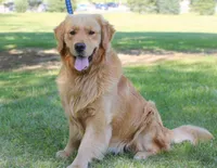 Home Raised-Golden Boy, a male Golden Retriever for sale in Cavetown, MD – Photo 9 of 9