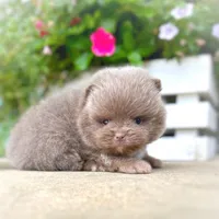 Pending, a male Pomeranian for sale in Cavetown, MD – Photo 3 of 6