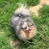 Pending, a male Pomeranian for sale in Cavetown, MD – Photo 4 of 6