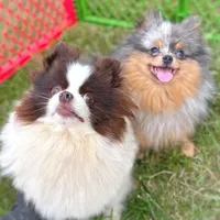 Pending, a male Pomeranian for sale in Cavetown, MD – Photo 5 of 6