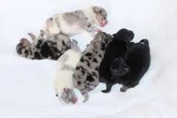 AKC- Ayla, a female Pomeranian for sale in Cavetown, MD – Photo 2 of 6