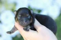 AKC- Ayla, a female Pomeranian for sale in Cavetown, MD – Photo 1 of 6
