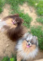 AKC- Ayla, a female Pomeranian for sale in Cavetown, MD – Photo 5 of 6