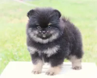 AKC- Ayla, a female Pomeranian for sale in Cavetown, MD – Photo 6 of 6