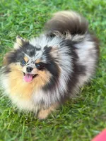 AKC- Ayla, a female Pomeranian for sale in Cavetown, MD – Photo 3 of 6