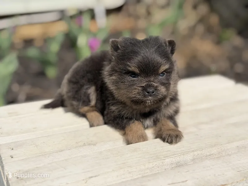 Boon- blue and tan, a male Pomeranian for sale in Cavetown, MD – Photo 1 of 6