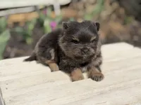 Boon- blue and tan, a male Pomeranian for sale in Cavetown, MD – Photo 1 of 6