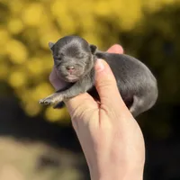Boon- blue and tan, a male Pomeranian for sale in Cavetown, MD – Photo 4 of 6