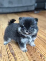 Blaze- black and tan, a male Pomeranian for sale in Cavetown, MD – Photo 1 of 3