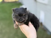 Boon- blue and tan, a male Pomeranian for sale in Cavetown, MD – Photo 2 of 6