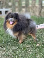 Blaze- black and tan, a male Pomeranian for sale in Cavetown, MD – Photo 3 of 3