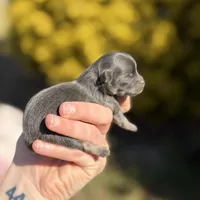 Boon- blue and tan, a male Pomeranian for sale in Cavetown, MD – Photo 5 of 6