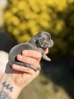 Boon- blue and tan, a male Pomeranian for sale in Cavetown, MD – Photo 2 of 3