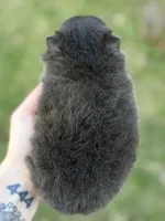 Boon- blue and tan, a male Pomeranian for sale in Cavetown, MD – Photo 3 of 6