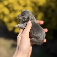 Boon- blue and tan, a male Pomeranian for sale in Cavetown, MD – Photo 6 of 6