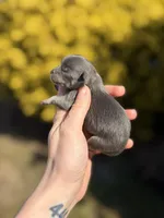 Boon- blue and tan, a male Pomeranian for sale in Cavetown, MD – Photo 3 of 3