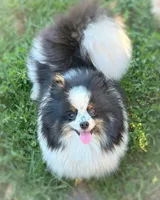 Vader- Lavender Tri, a male Pomeranian for sale in Cavetown, MD – Photo 4 of 5