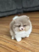 Vader- Lavender Tri, a male Pomeranian for sale in Cavetown, MD – Photo 3 of 5